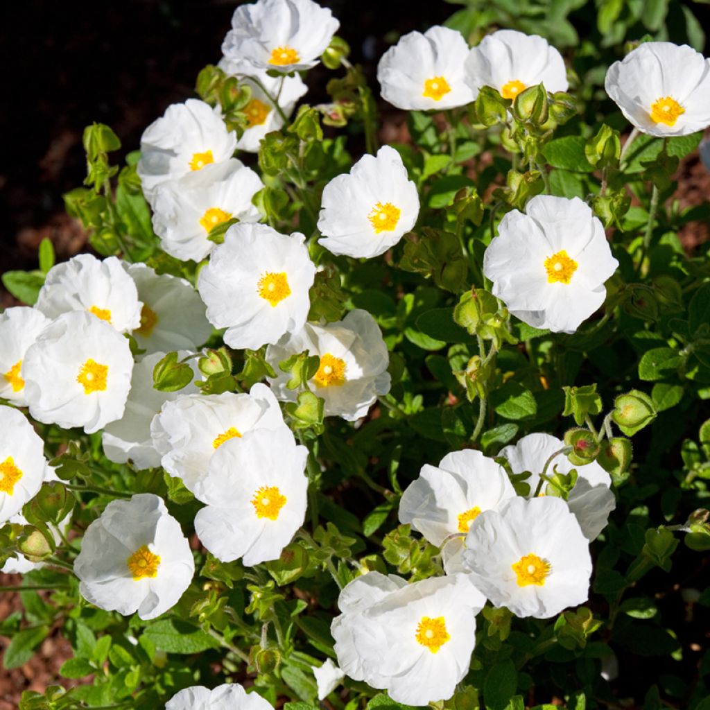 Jaguarzo morisco - Cistus salviifolius