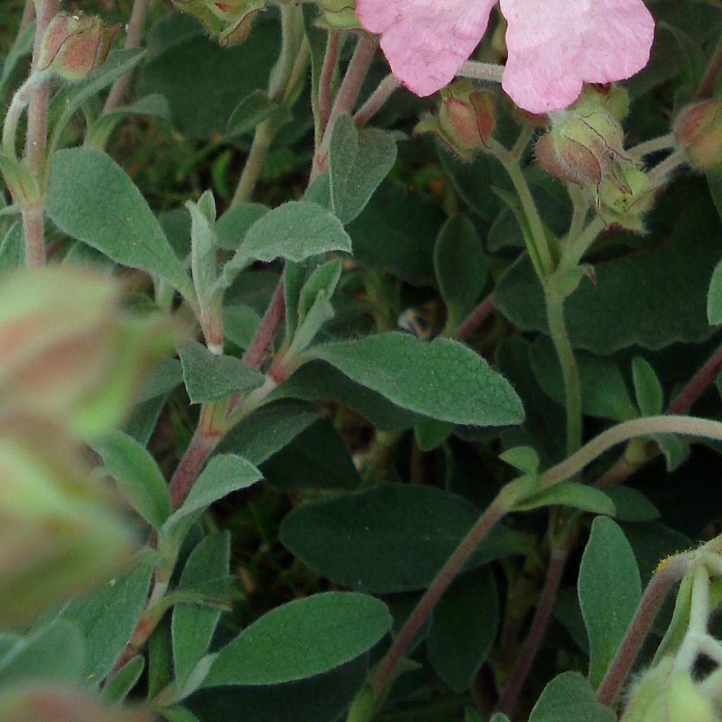 Ciste Silver Pink - Cistus argenteus