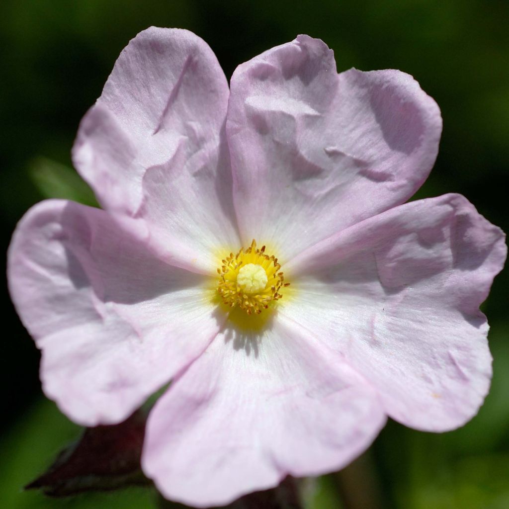 Jara - Cistus skanbergii