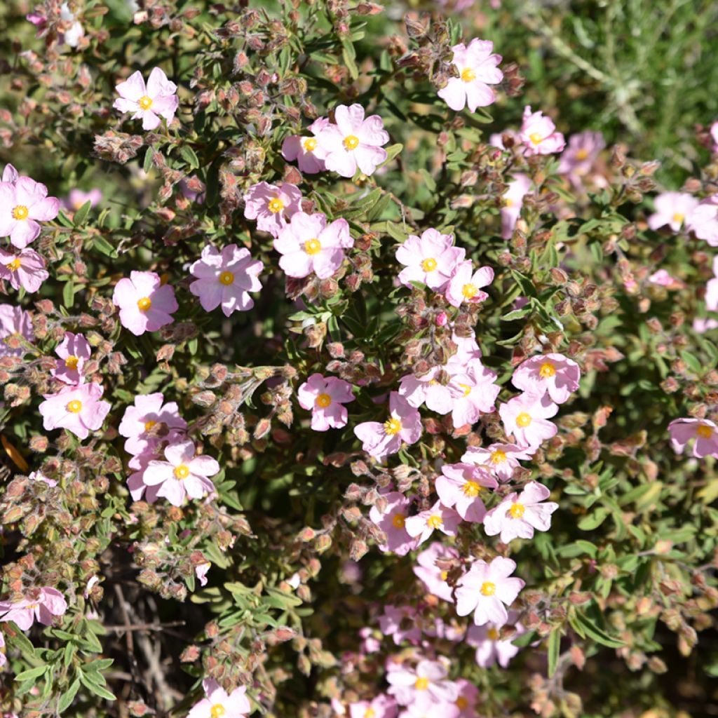 Jara - Cistus skanbergii