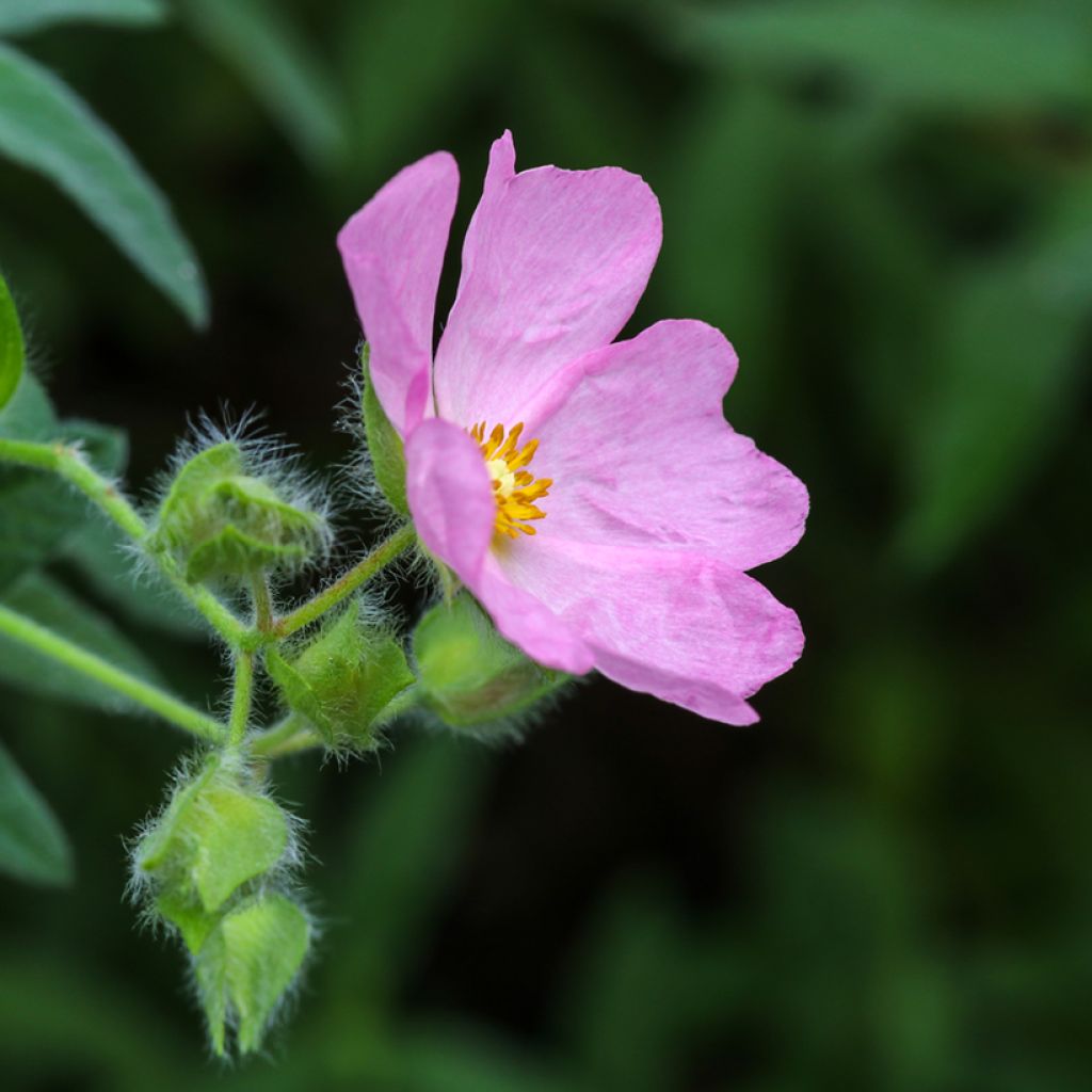 Jara - Cistus skanbergii