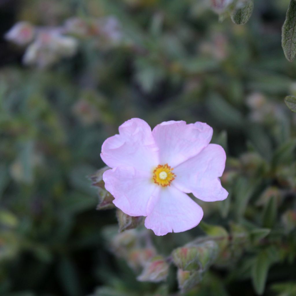 Jara - Cistus skanbergii