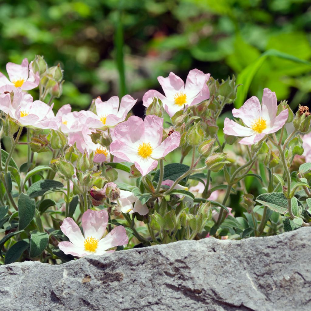 Jara - Cistus lenis Grayswood Pink