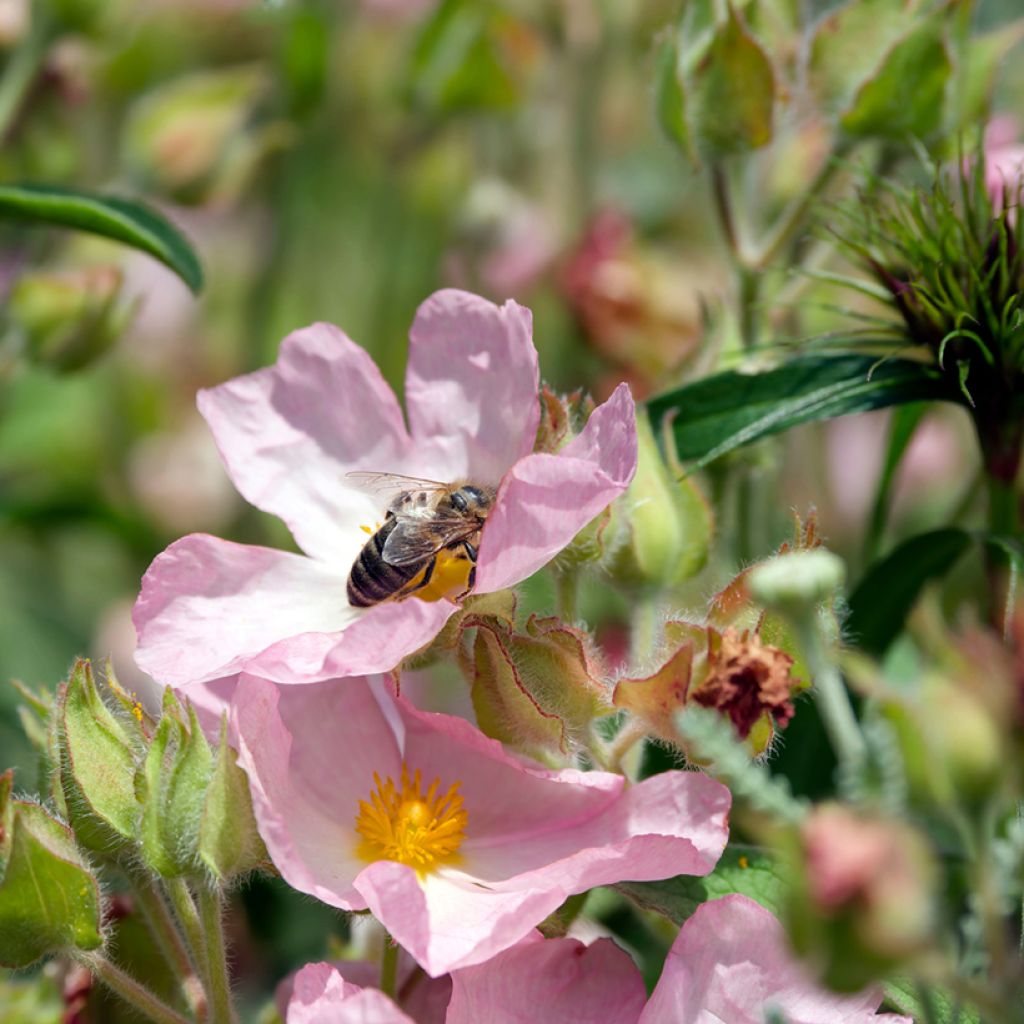 Jara - Cistus lenis Grayswood Pink