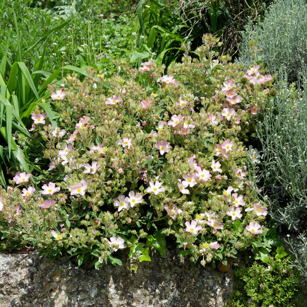 Jara - Cistus lenis Grayswood Pink