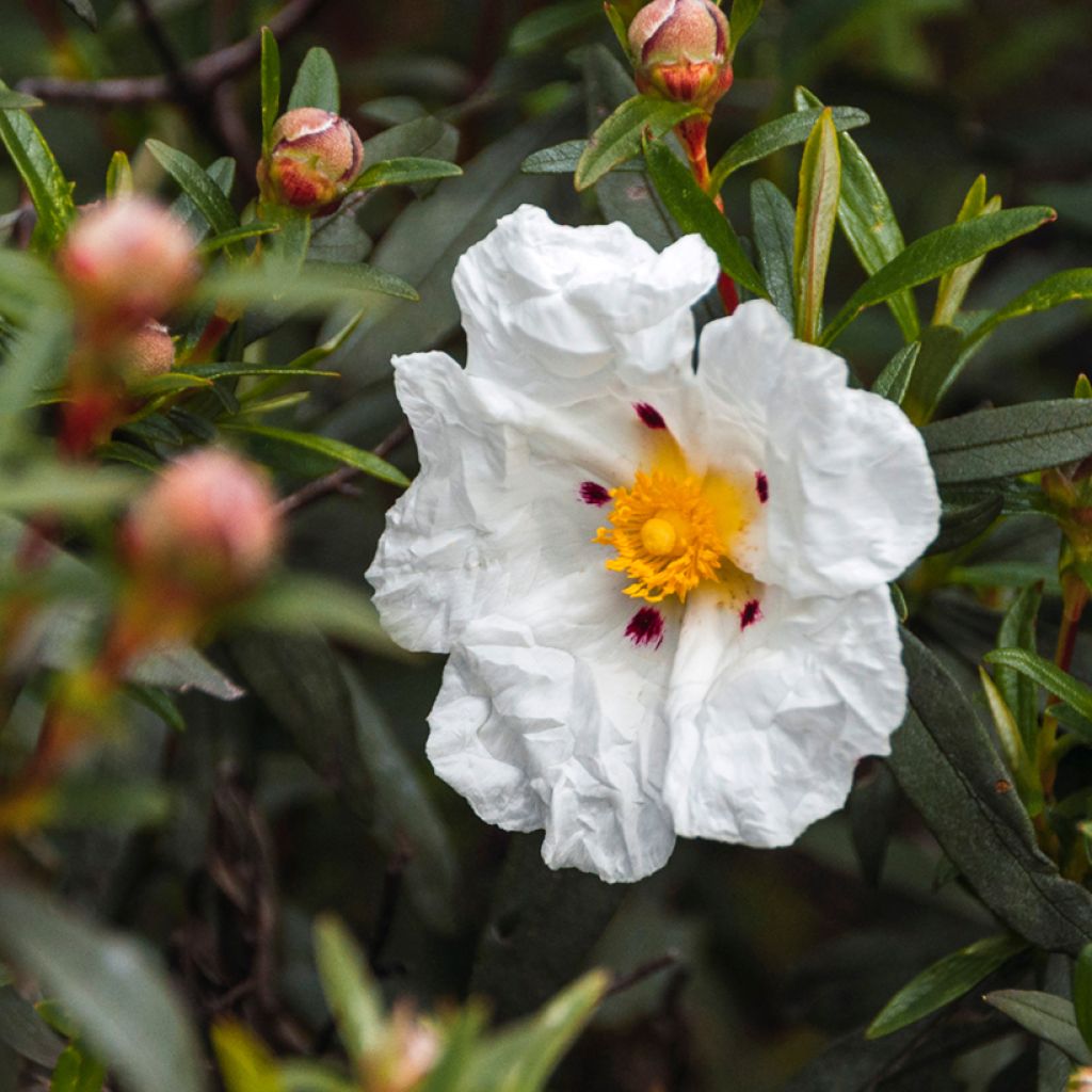 Jara - Cistus loretii