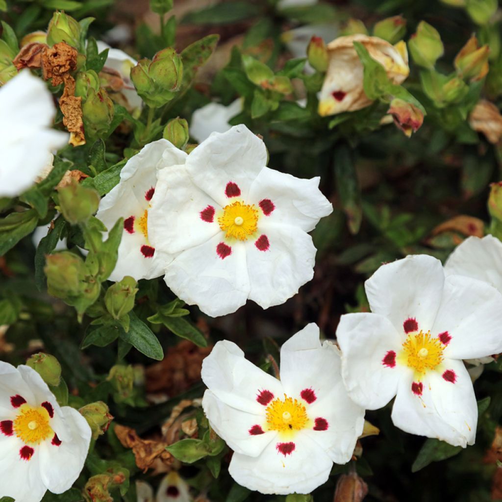 Jara - Cistus loretii