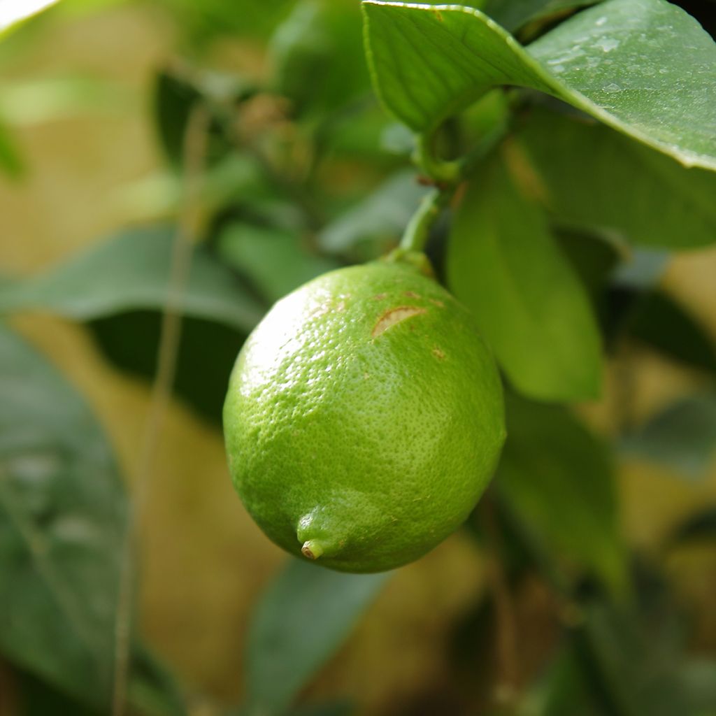 Limero​ - Citrus aurantiifolia