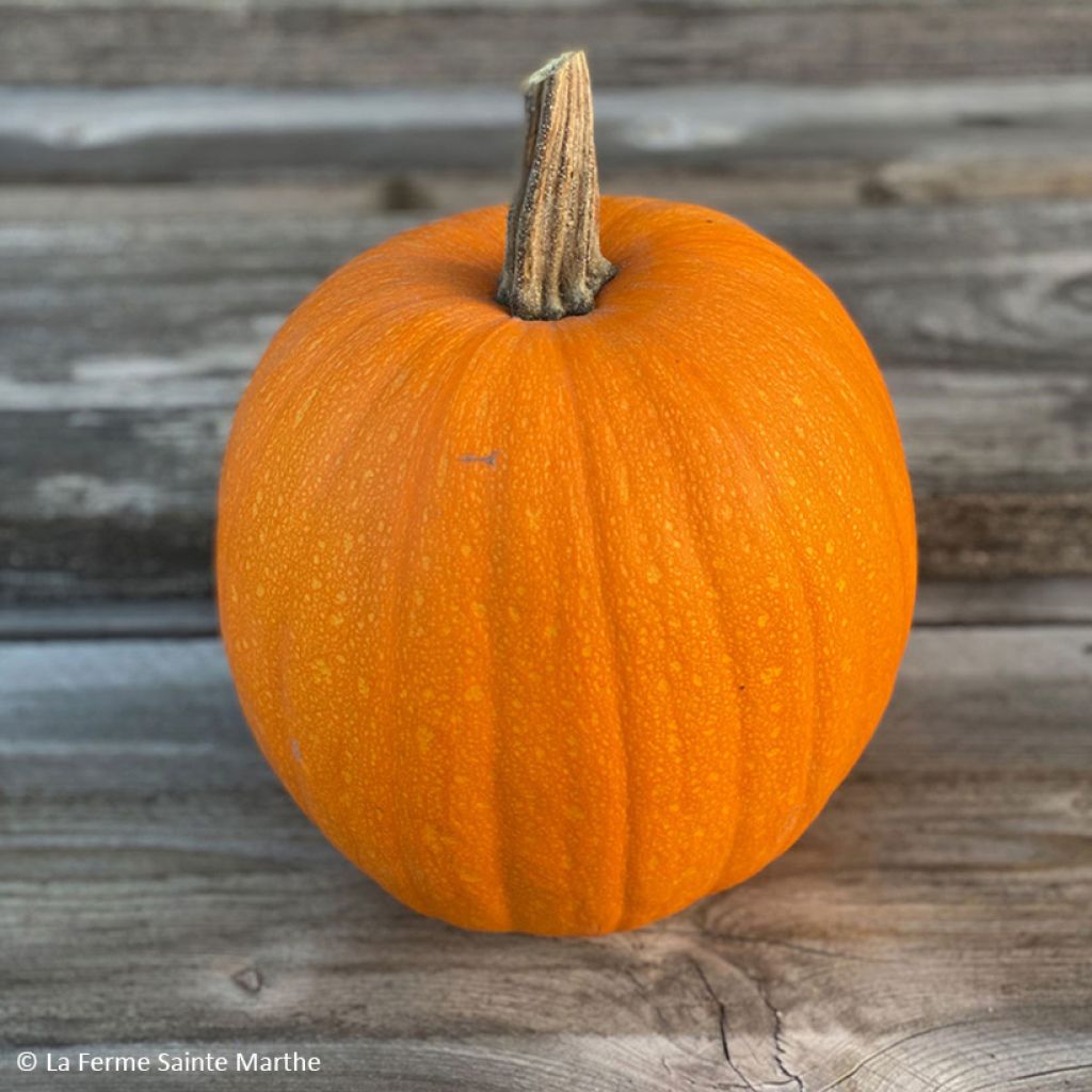 Calabacín Jack O'Lantern Bio - Ferme de Sainte Marthe