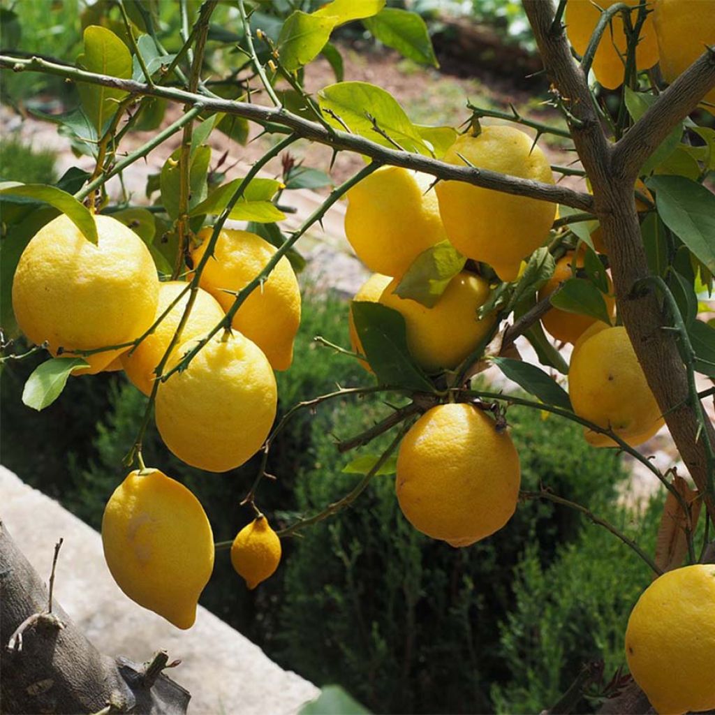 Limonero de las 4 estaciones - Citrus limon