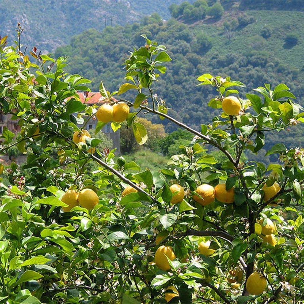 Limonero de las 4 estaciones - Citrus limon