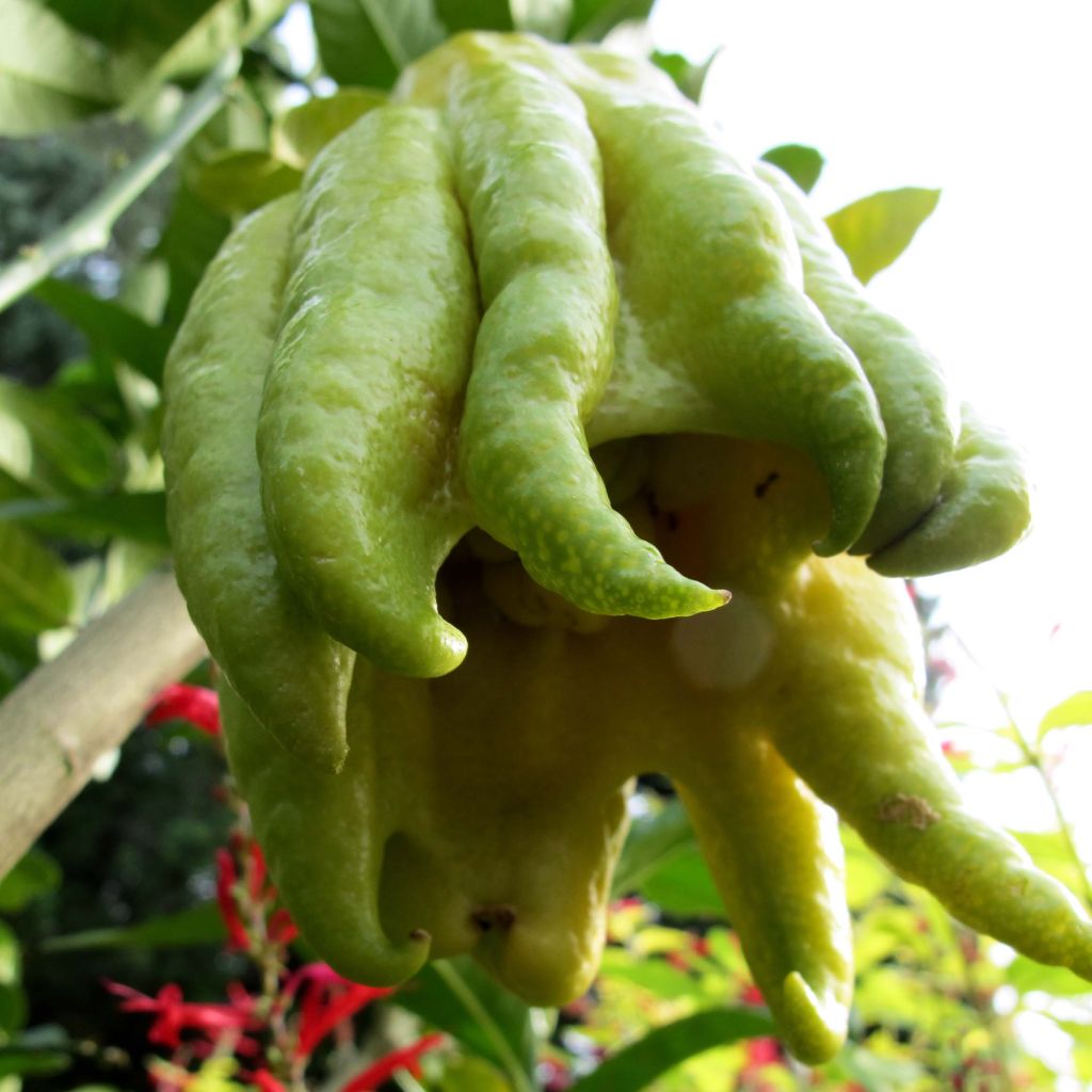 Main de Bouddha - Citrus medica var. sarcodactylis