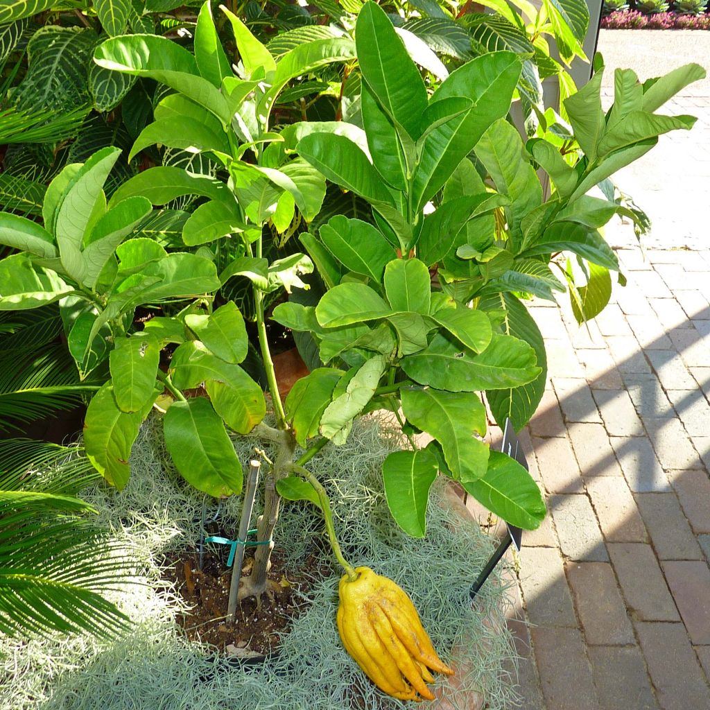 Main de Bouddha - Citrus medica var. sarcodactylis