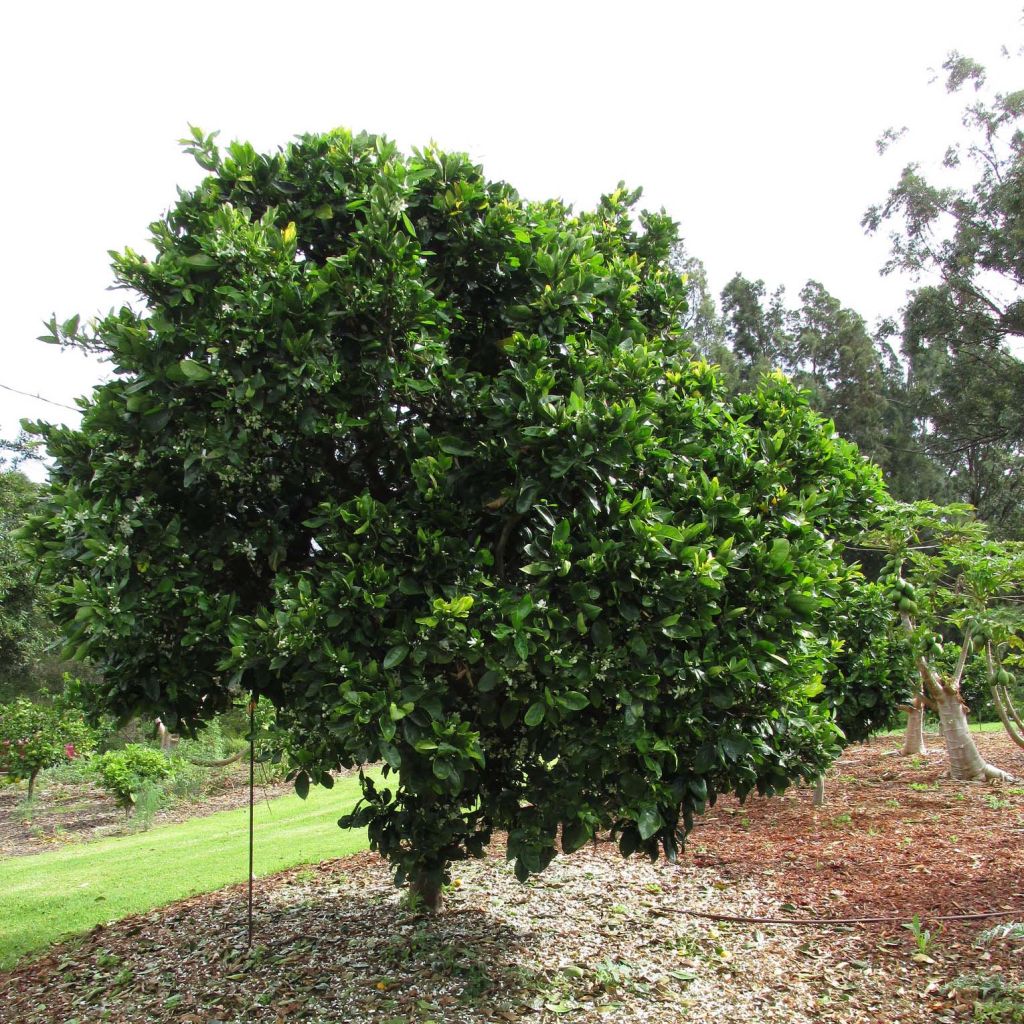 Oranger - Citrus sinensis Washington Navel 