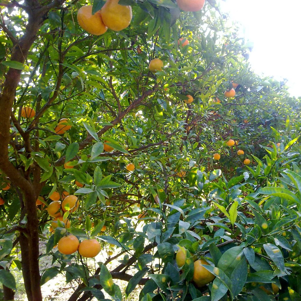 Mandaríno - Citrus unshiu