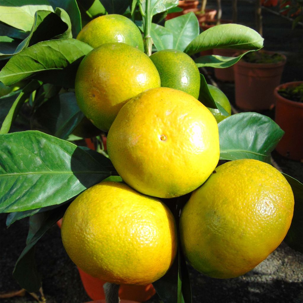 Mandaríno - Citrus unshiu