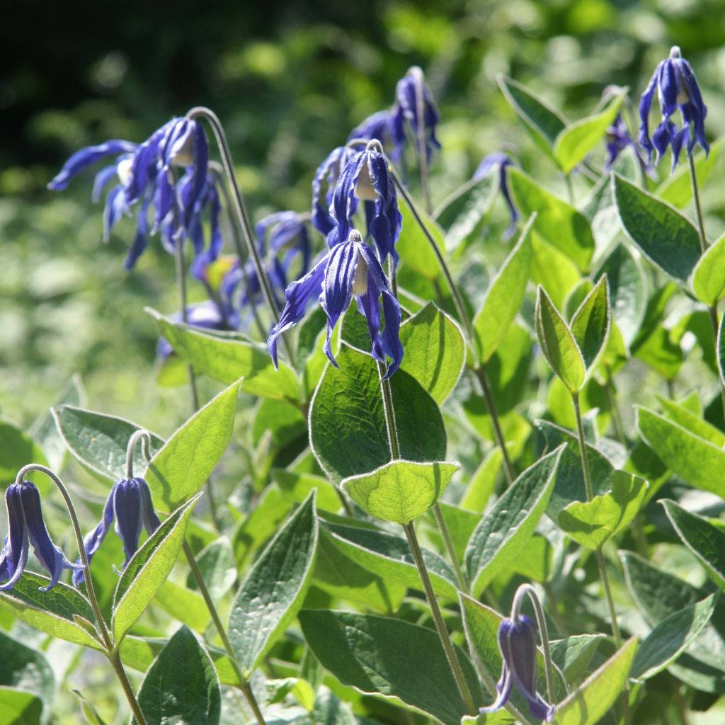 Clematis integrifolia - Clemátide