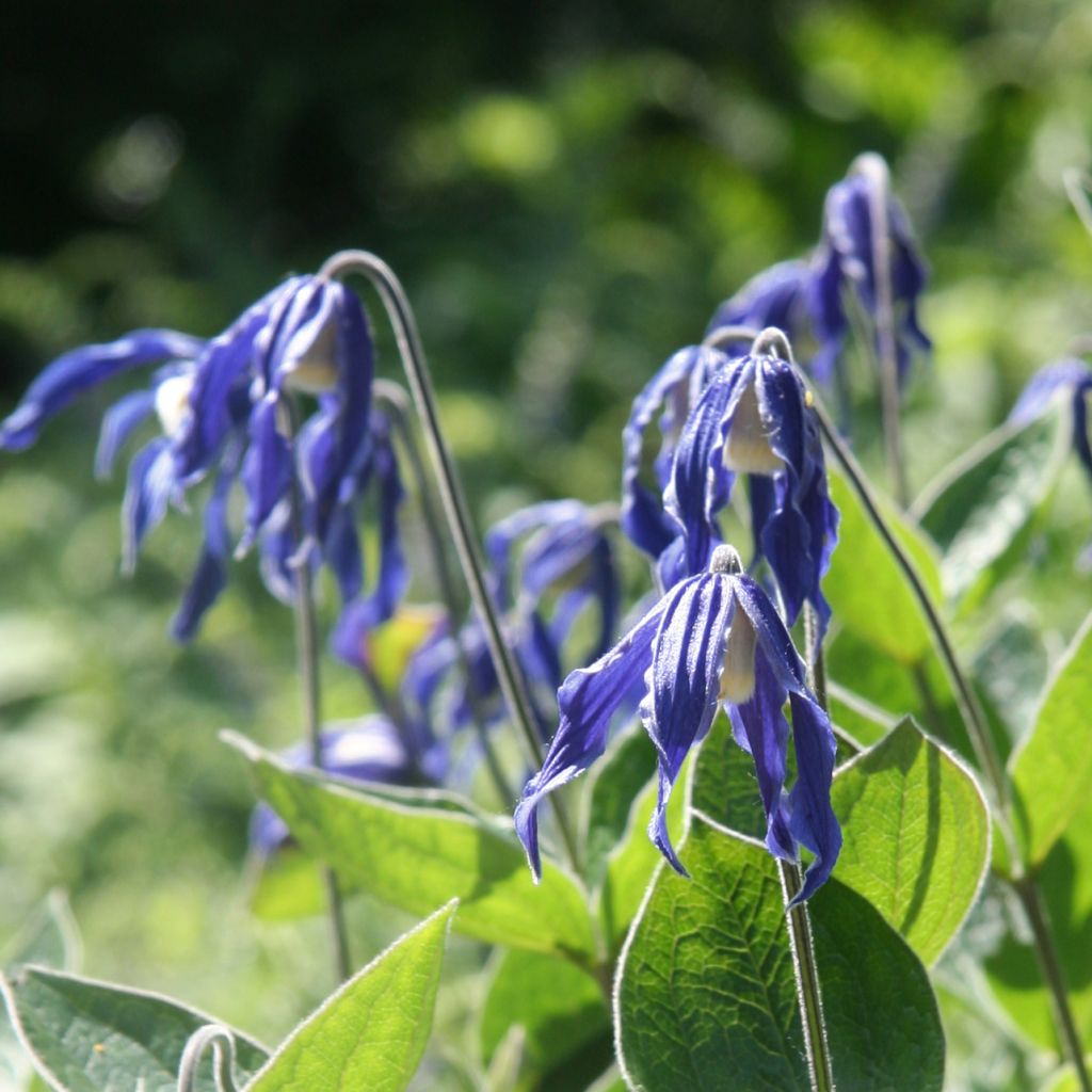 Clematis integrifolia - Clemátide