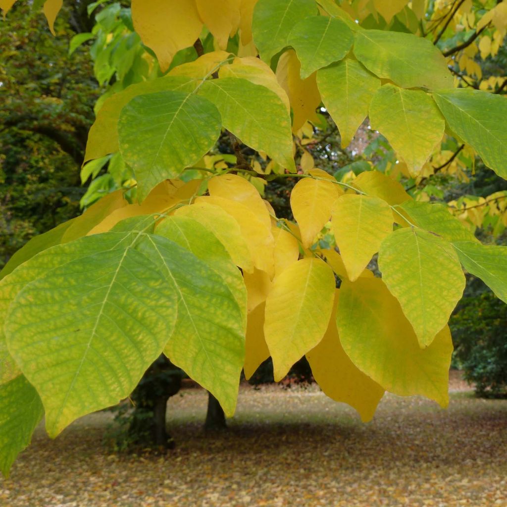 Cladrastis kentukea - Virgilier à bois jaune