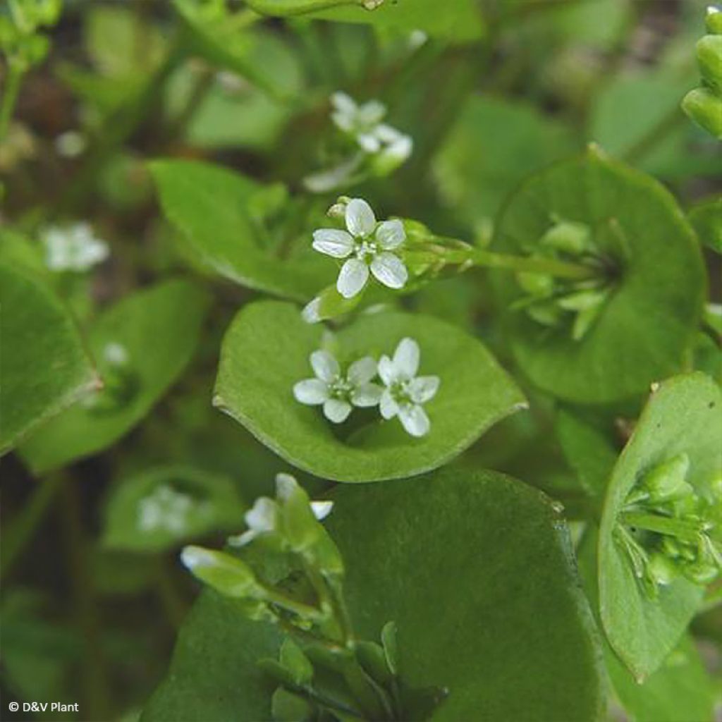 Claytonia perfoliata - Pourpier d’Hiver ou Claytone de Cuba