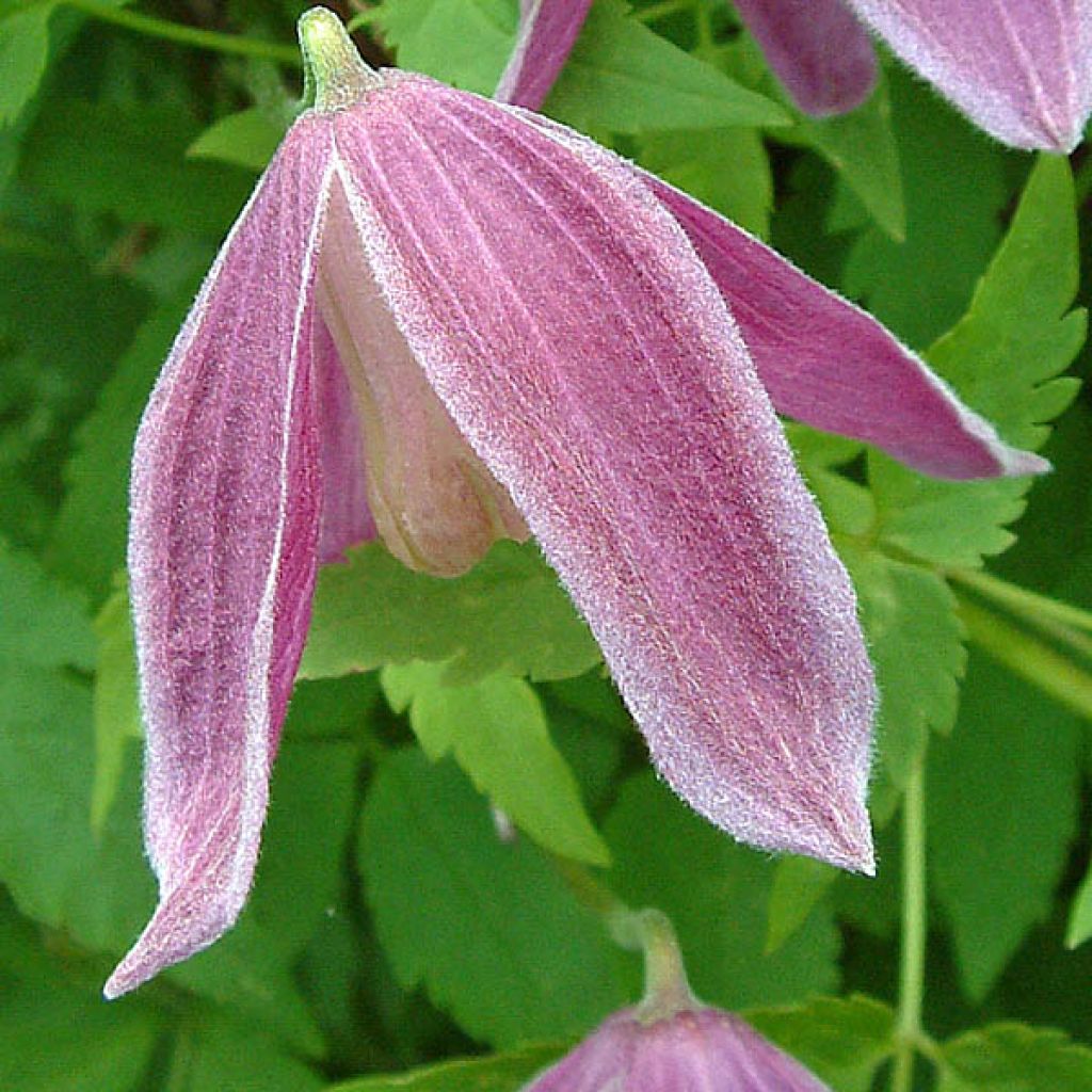 Clematis alpina Ruby