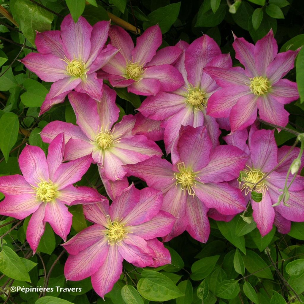 Clématite - Clematis Asao