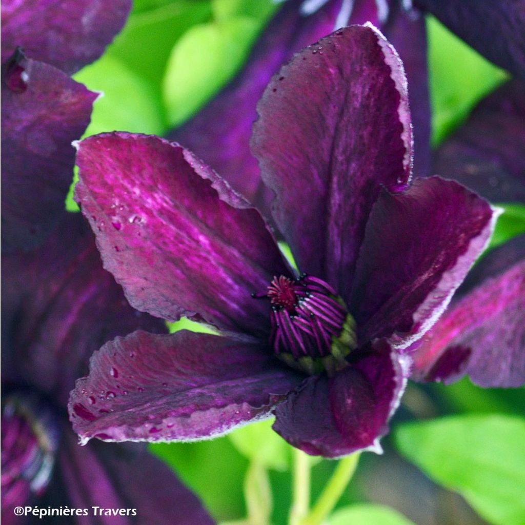 Clematis viticella Dark Eyes