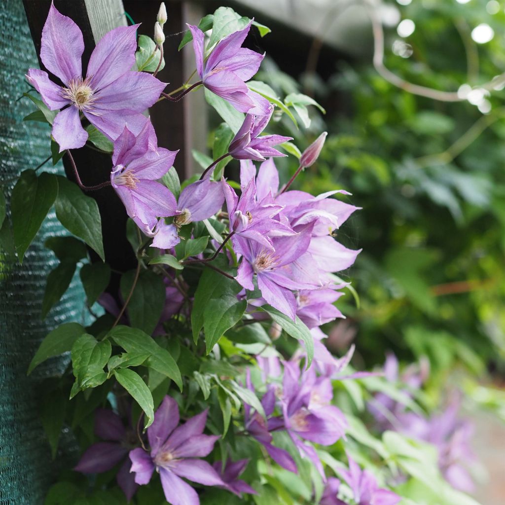 Clematis Dorothy Walton