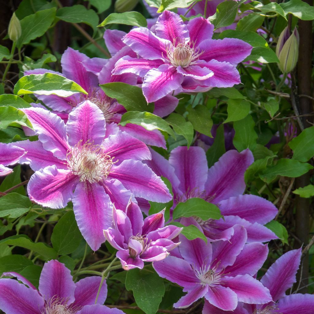 Clematis Docteur Ruppel