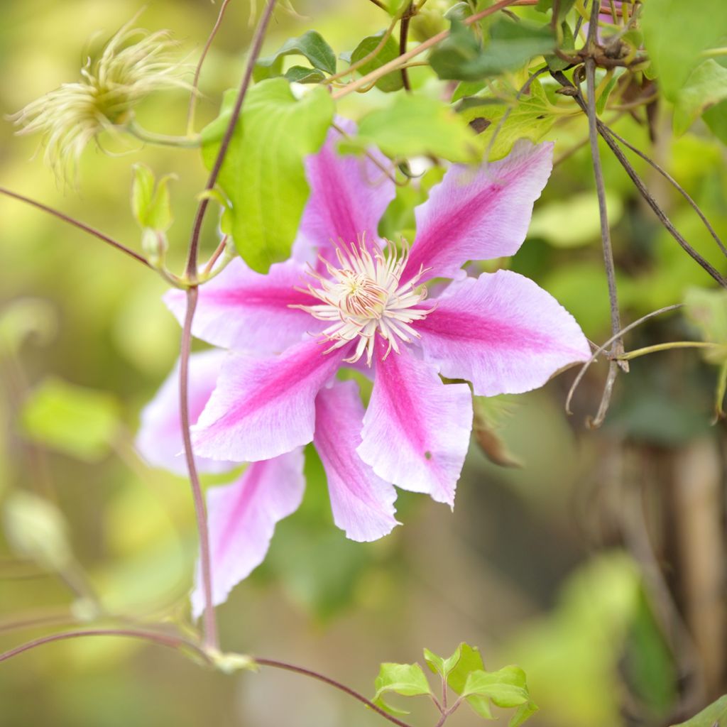 Clematis Docteur Ruppel