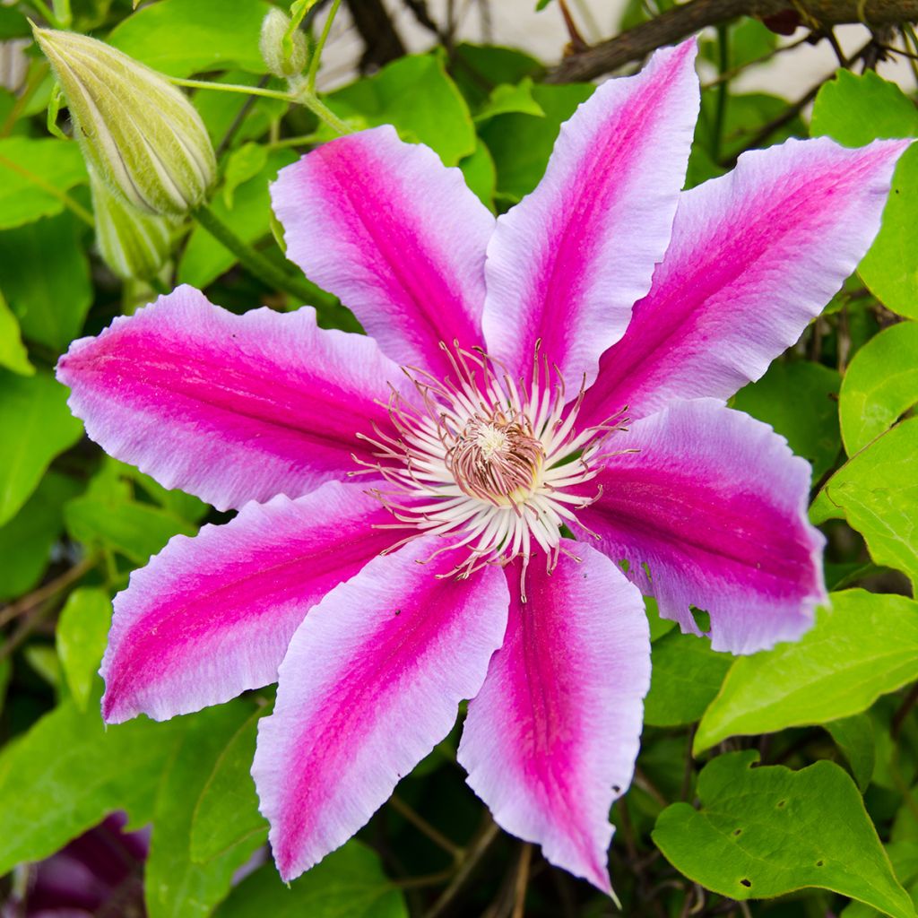 Clematis Docteur Ruppel