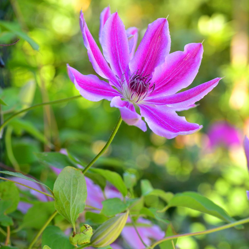 Clematis Docteur Ruppel