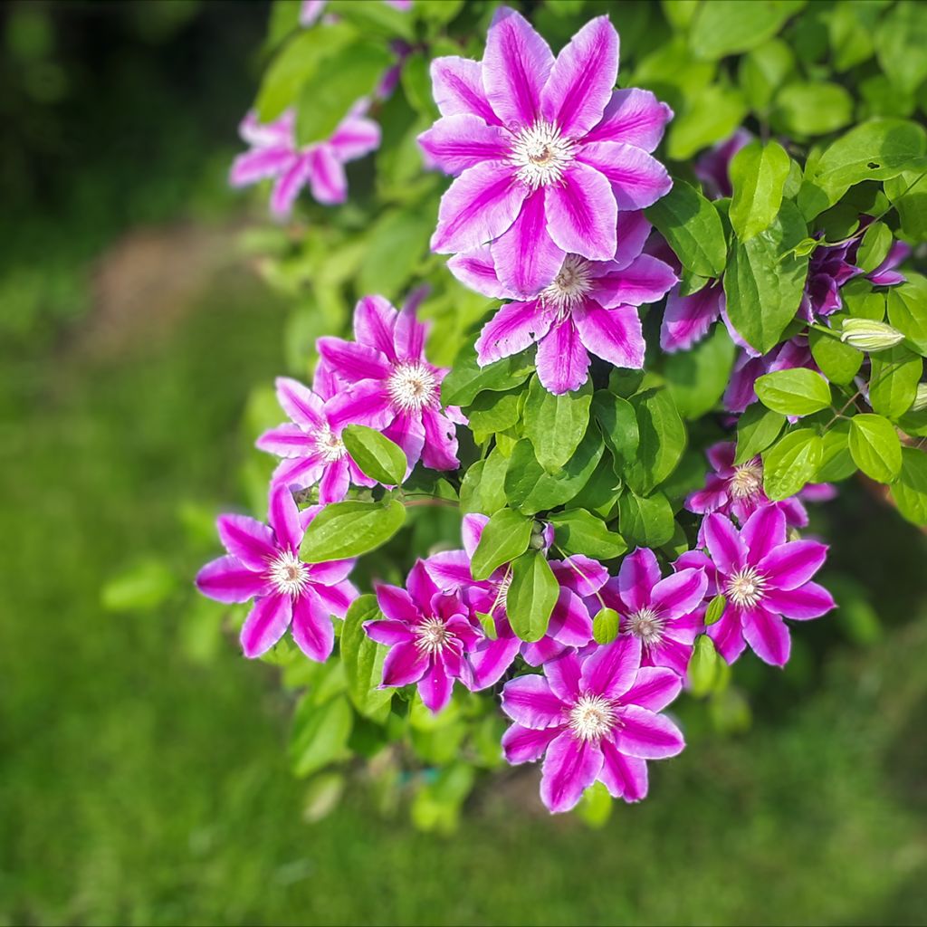 Clematis Docteur Ruppel