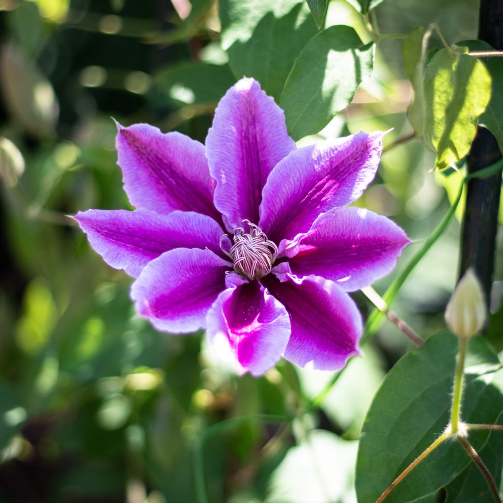 Clematis Docteur Ruppel