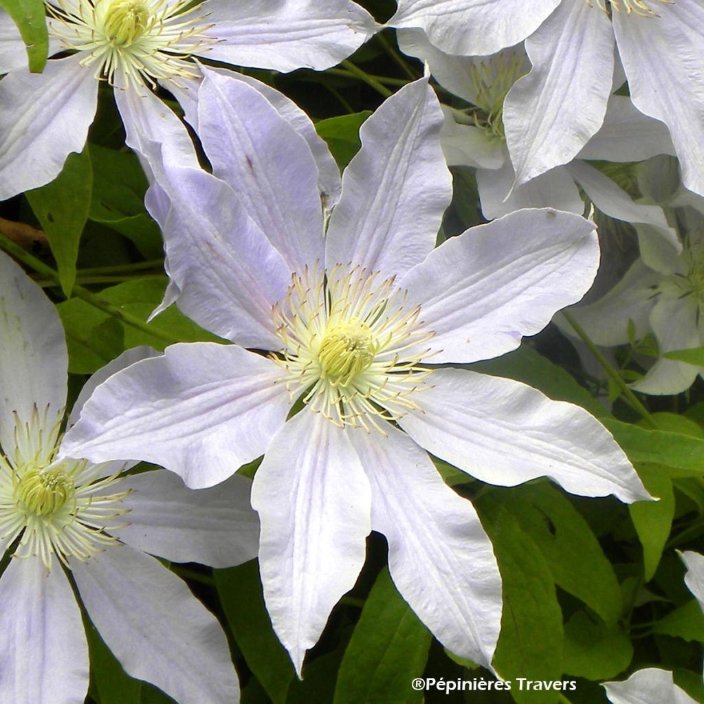 Clématite - Clematis Etoile Nacrée