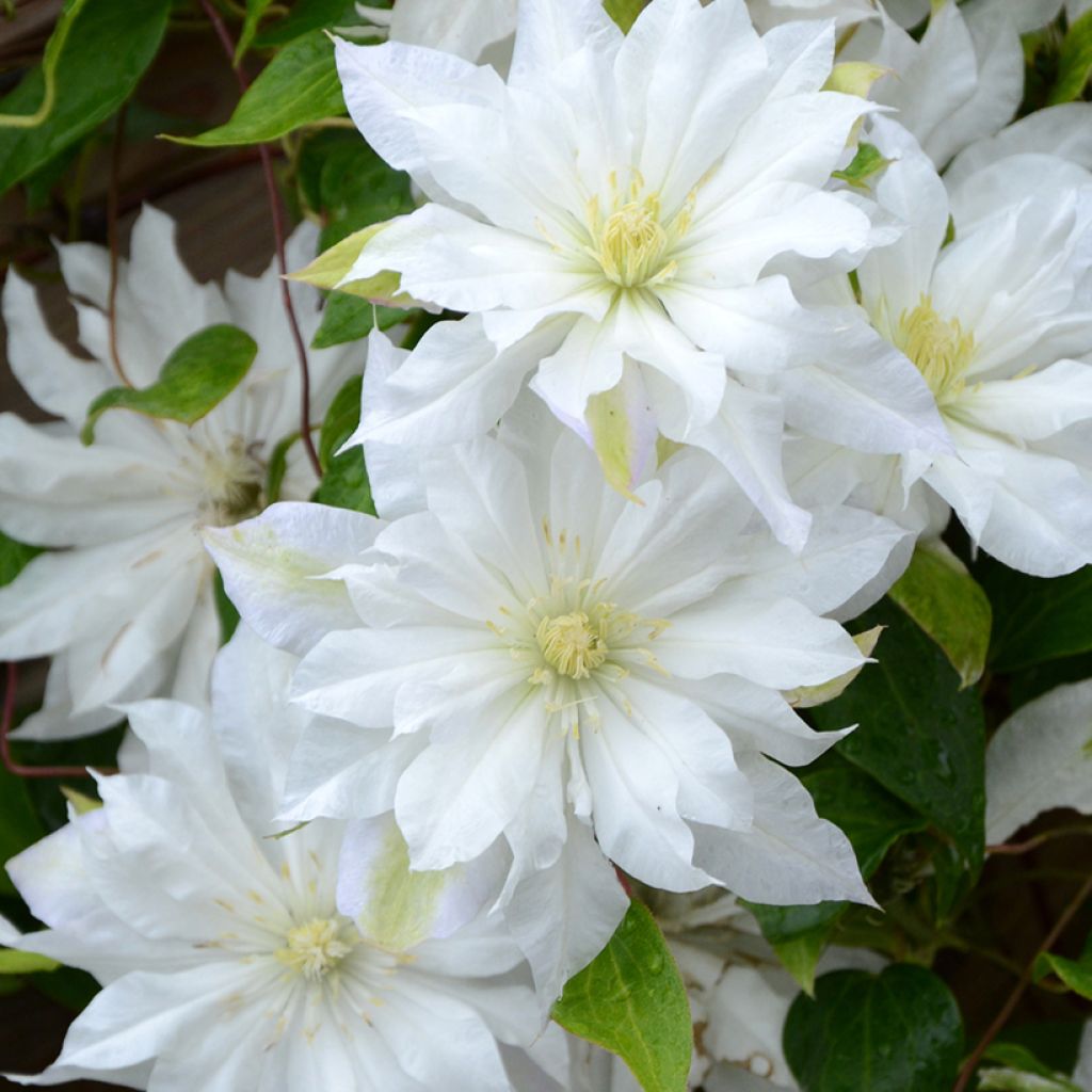 Clématite - Clematis First Love