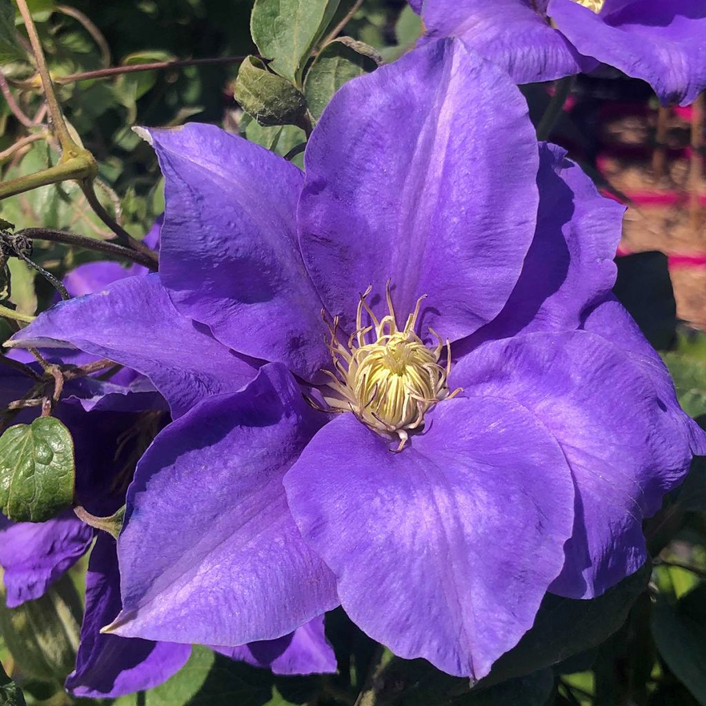 Clématite - Clematis H. F. Young