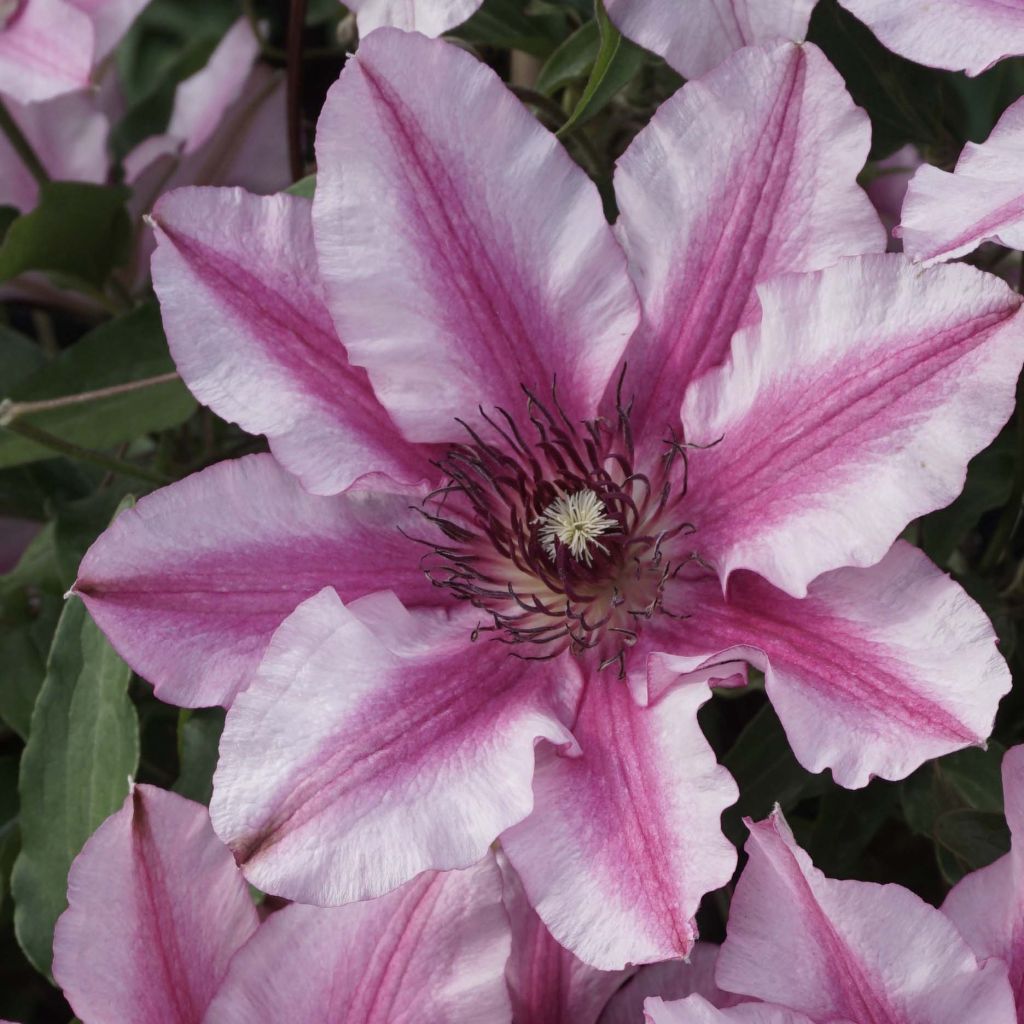 Clematis Isabella