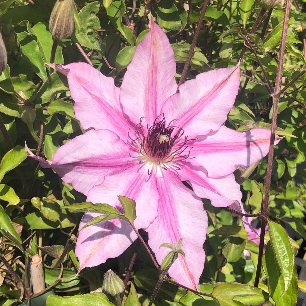 Clematis Isabella