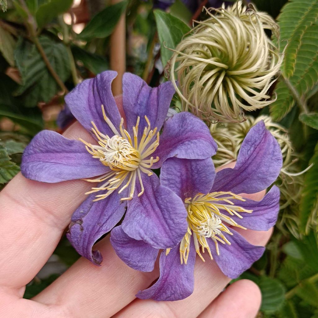 Clématite - Clematis Juuli