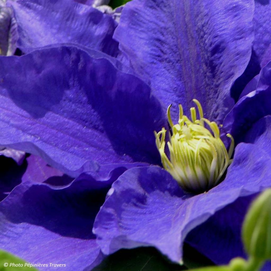 Clematis Kingfisher