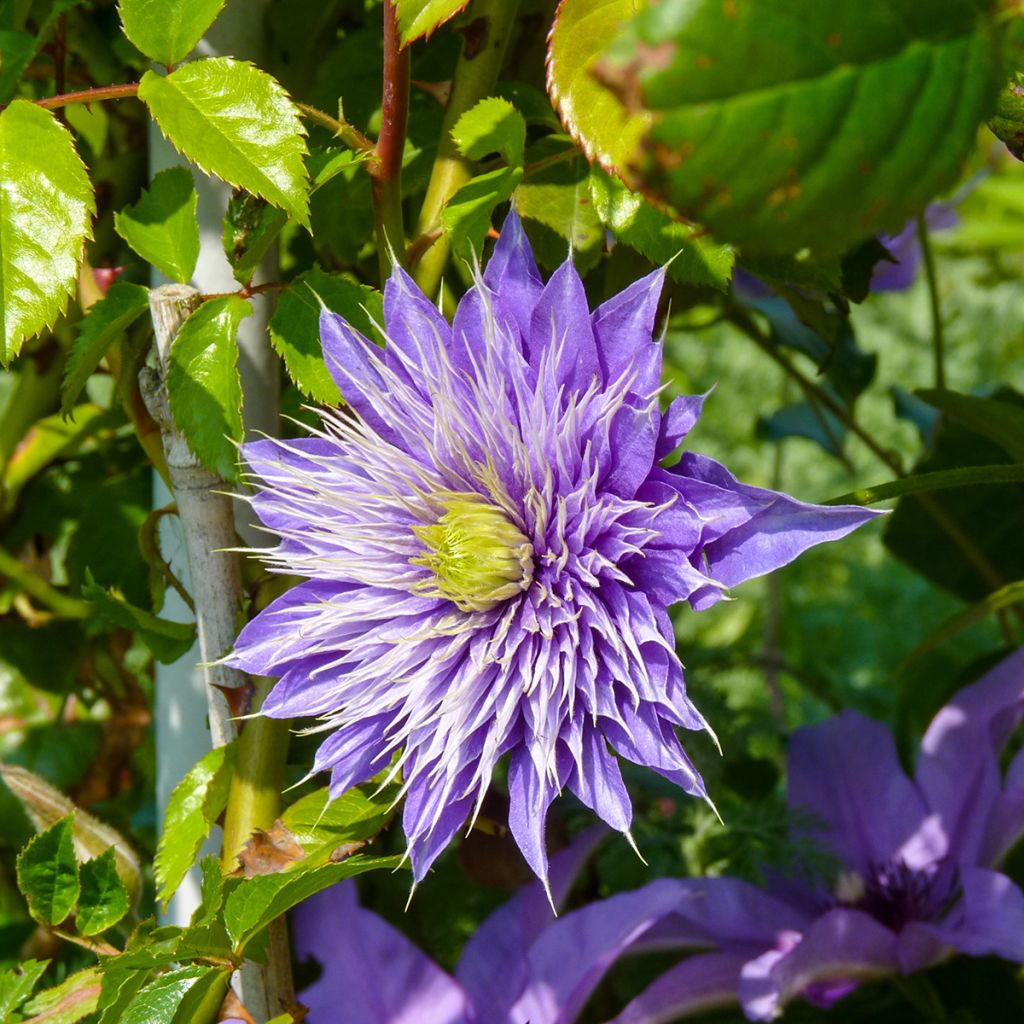 Clematis Multi Blue