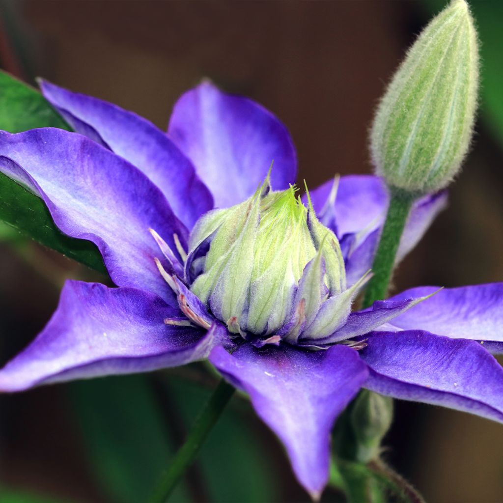 Clematis Multi Blue