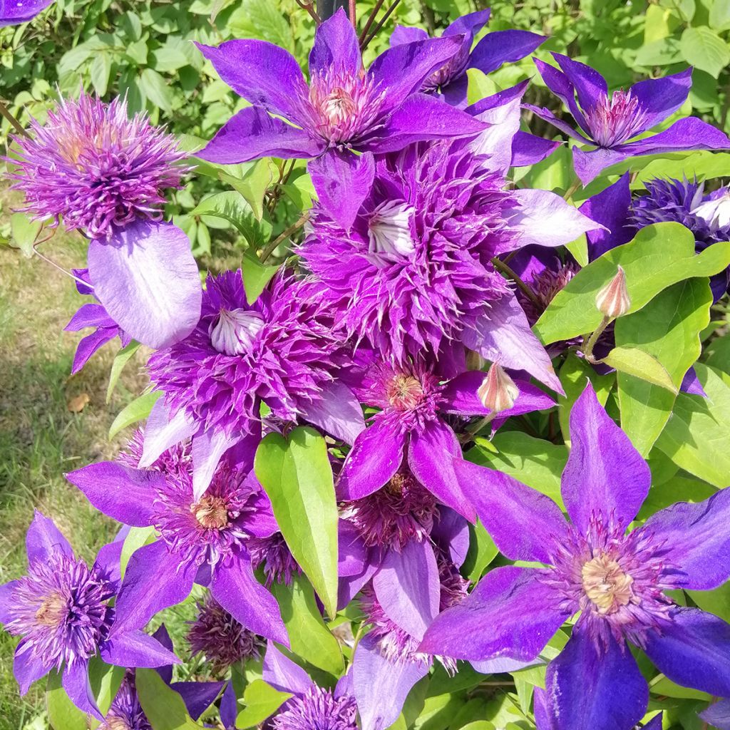 Clematis Multi Blue