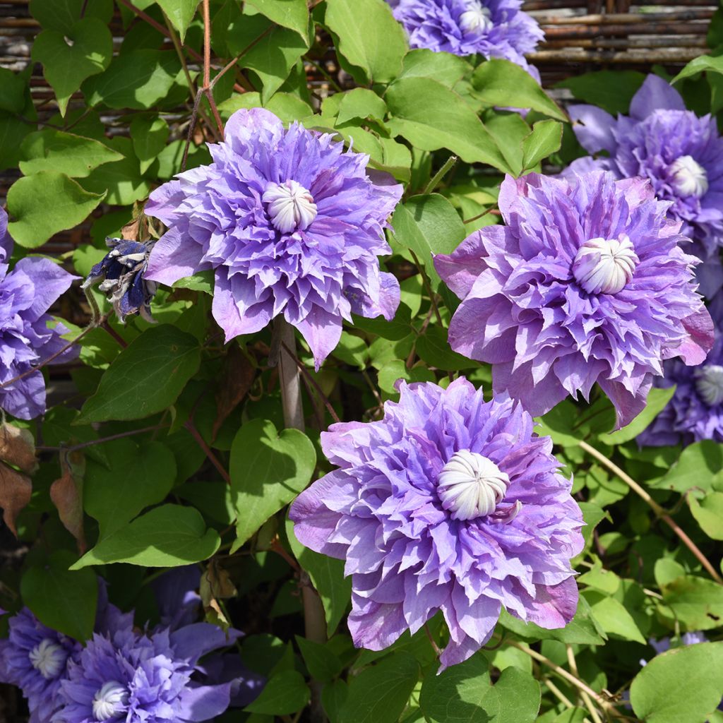 Clematis Multi Blue