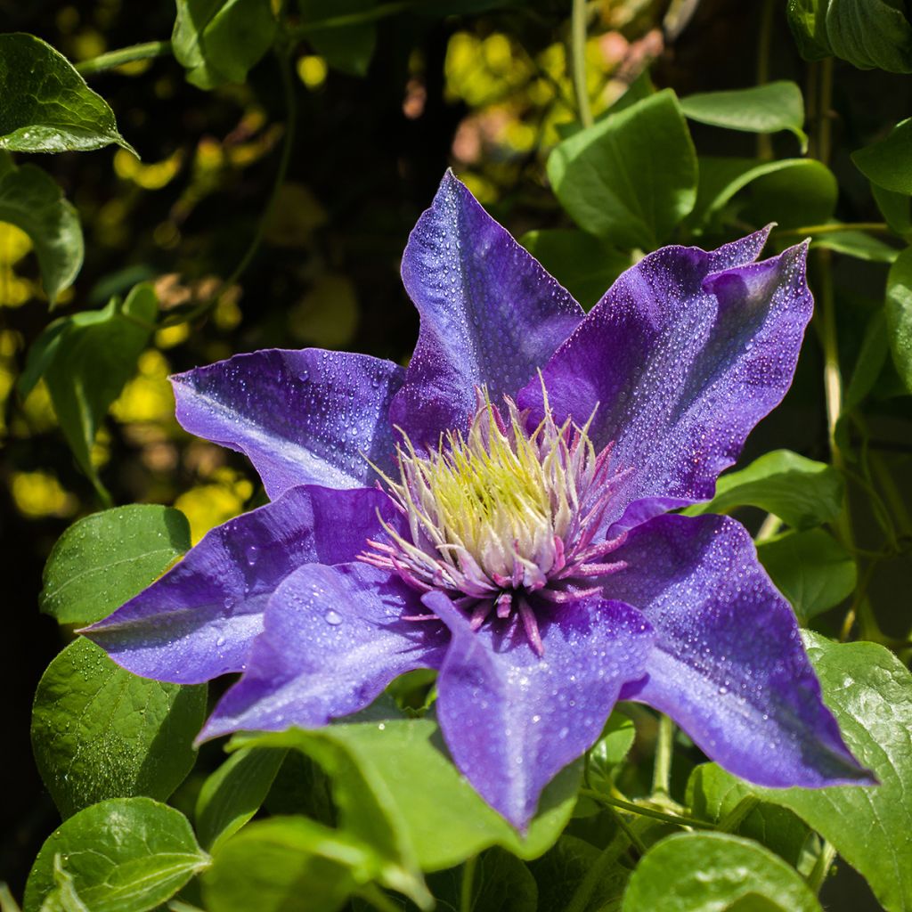 Clematis Multi Blue