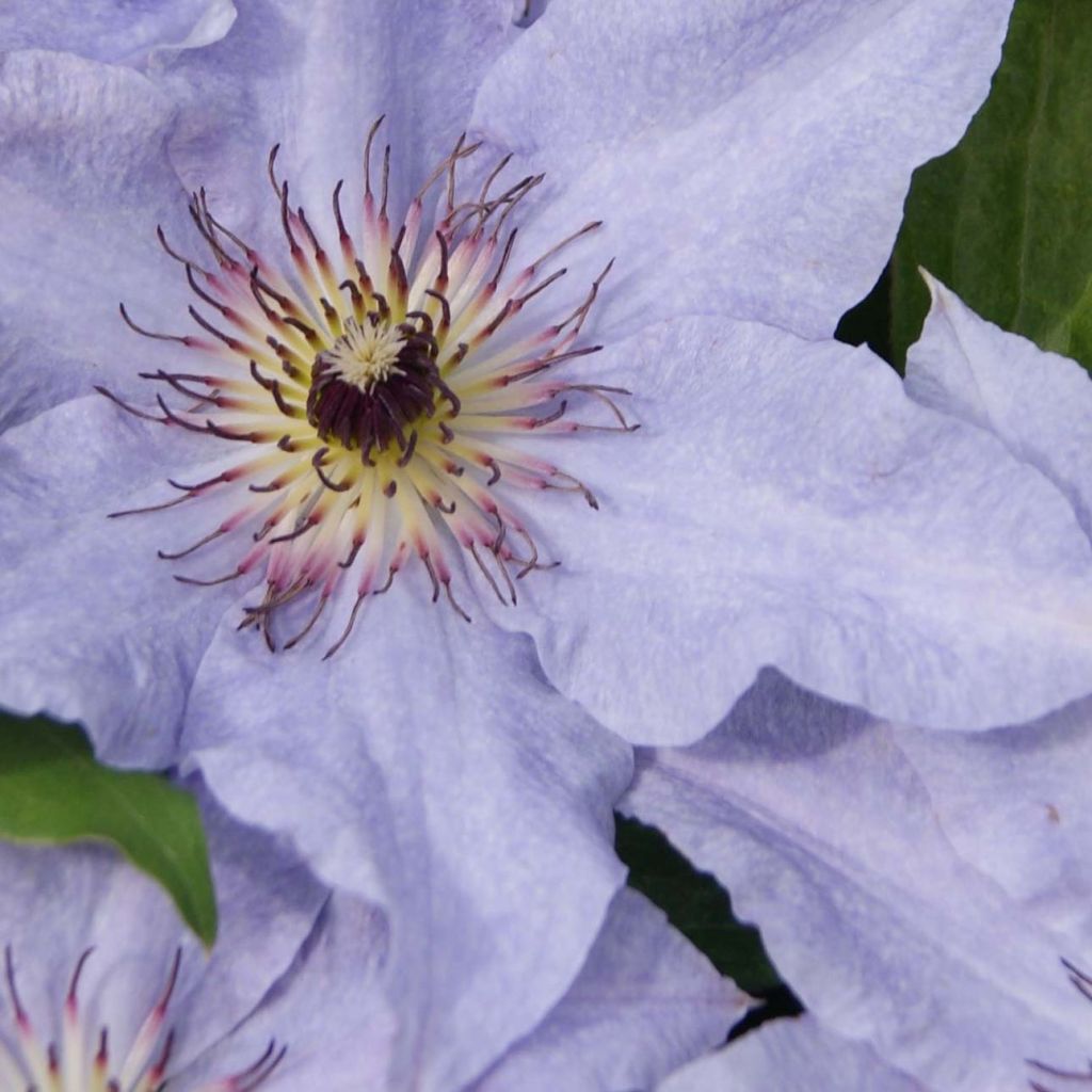 Clématite -Clematis Myosotis