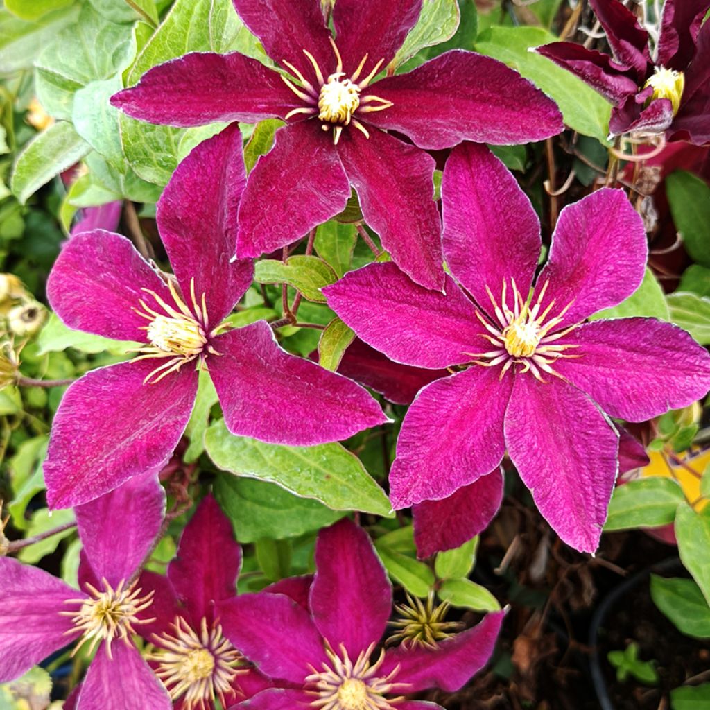 Clematis Niobe