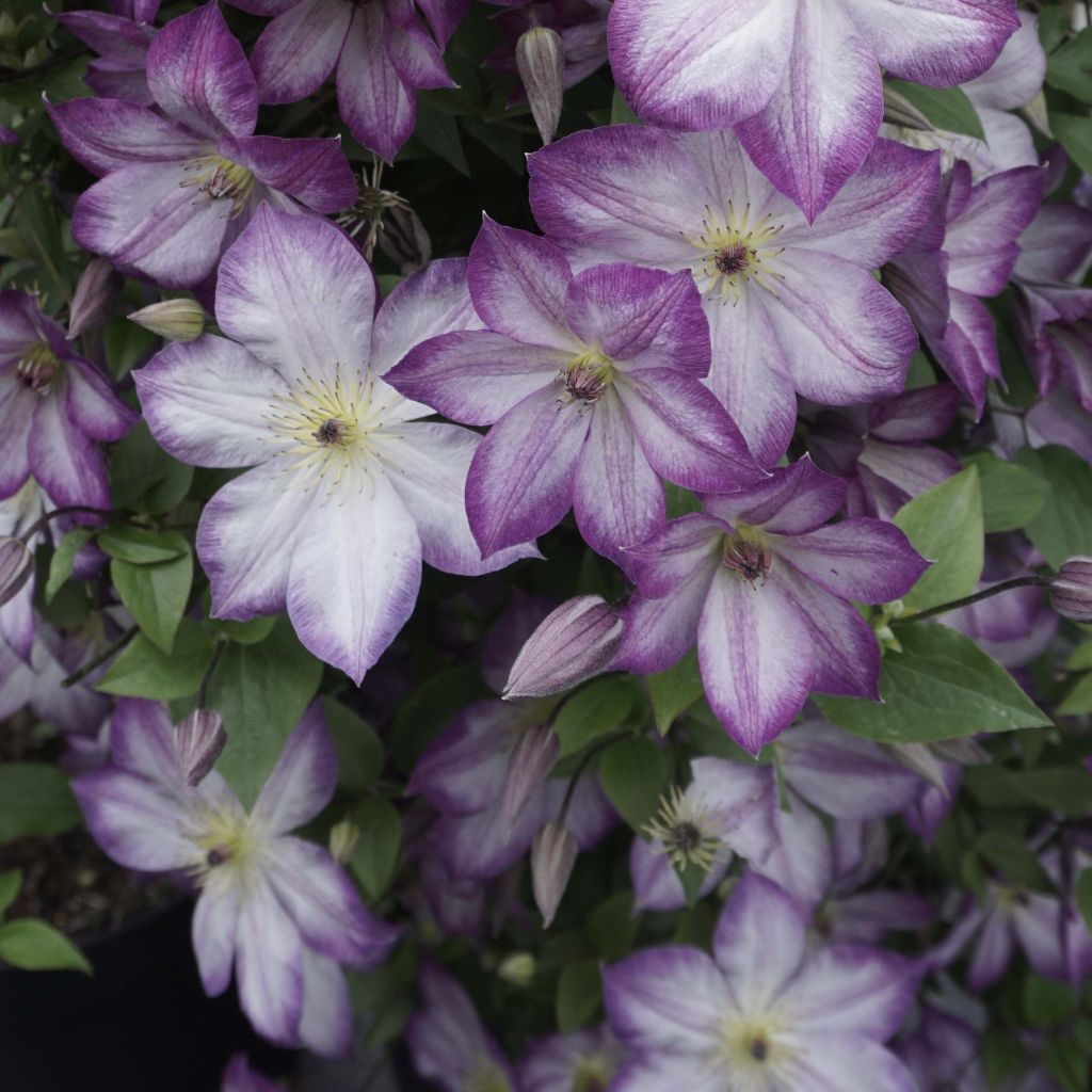 Clematis Pernille