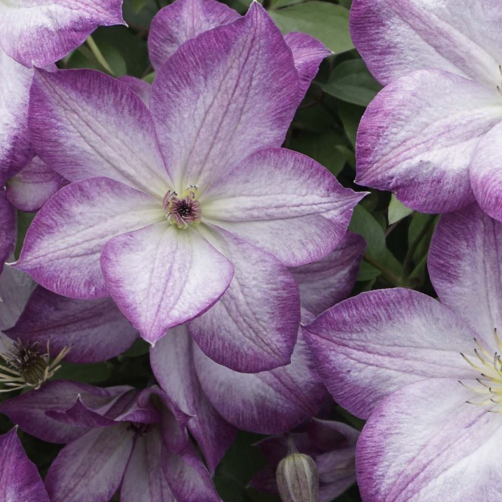 Clematis Pernille